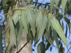 شجرة الكينا - الاوكاليبتوس - Eucalyptus