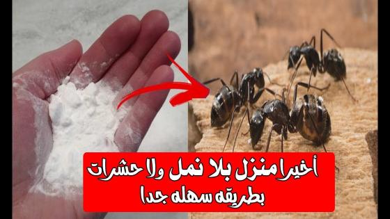 طرد النمل من البيت بطريقة آمنة
