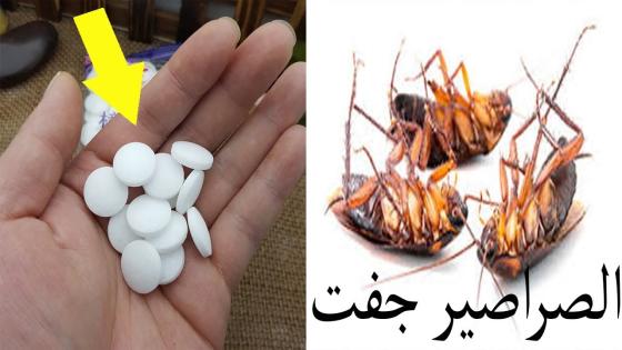 فقط بقرص واحد من الصيدلية …وداعا للصراصير والنمل والذباب من منزلك