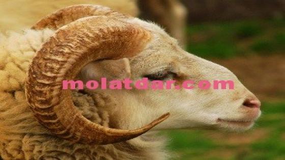 أحكام العقيقة